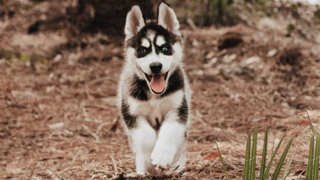 Pes Husky